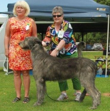 Irish Wolfhound Clubs of NSW & SA